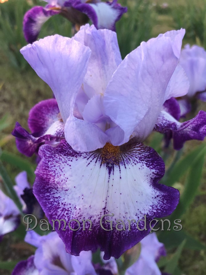 Iris Everything Plus